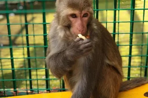 说东忘西指什么生肖动物