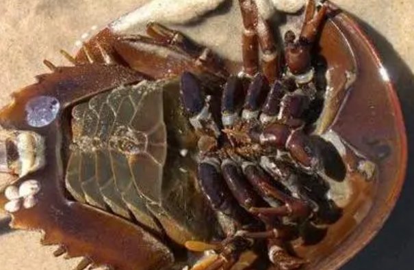 鲎的杀法及做法