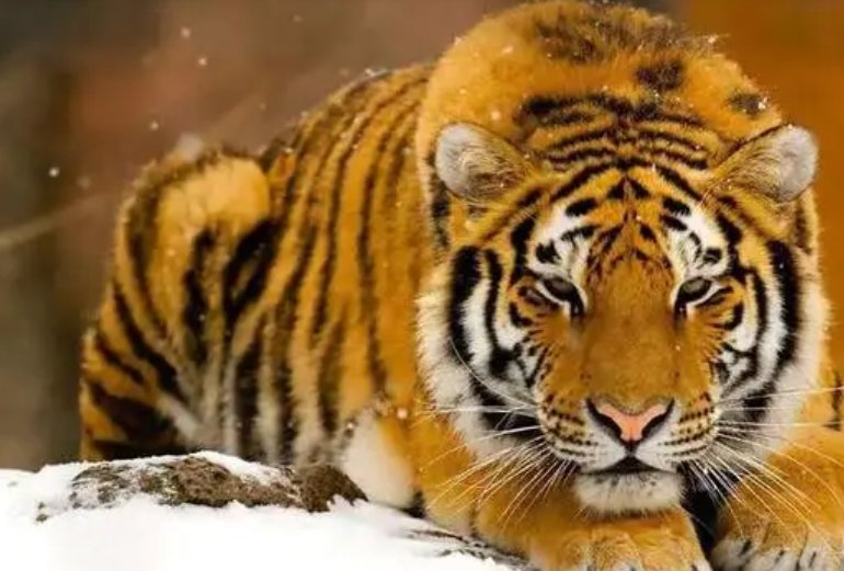 故技重演指什么生肖