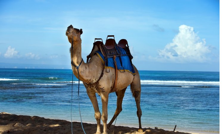 骆驼在撒哈拉沙漠雪中漫步,看到这样的景象你有什么想说的?
