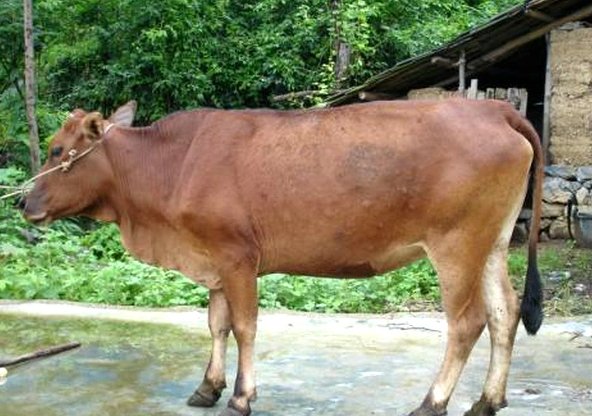 广西三大黄牛指的是隆林黄牛涠洲黄牛和？