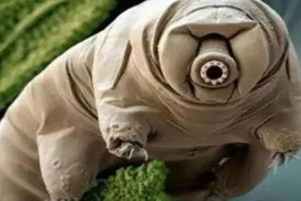 不死虫是什么虫子 五大不死虫长什么样子