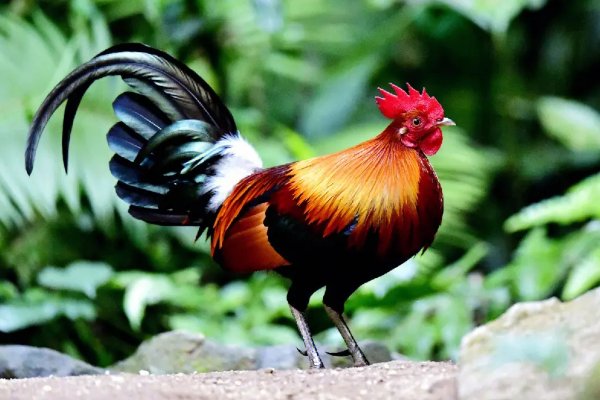 百卉含英解一生肖