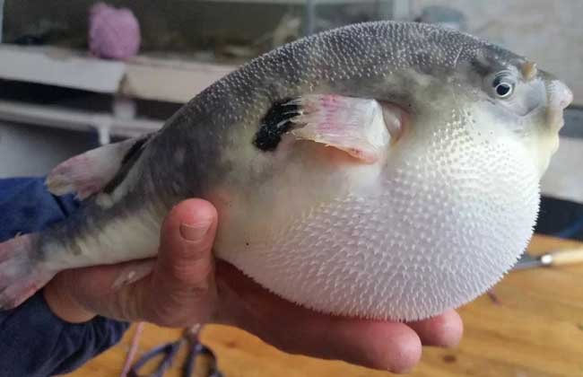 假睛东方鲀的形态特征