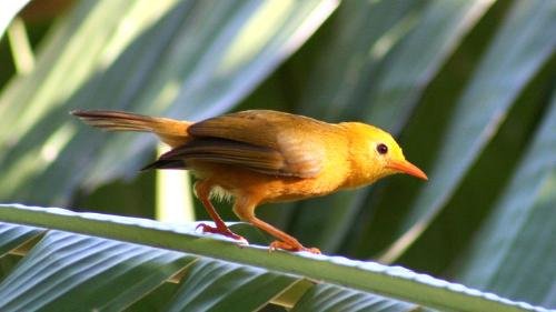 金绣眼鸟的形态特征