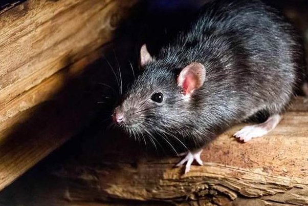 三缄其口代表什么动物