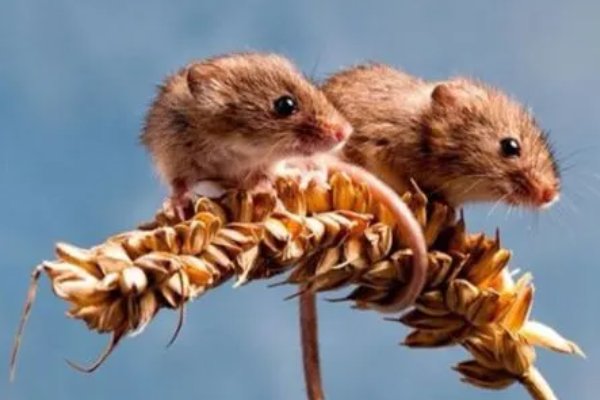 气象一新打一个生肖