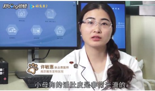 怎么区分小母狗和小公狗的生殖器啊？