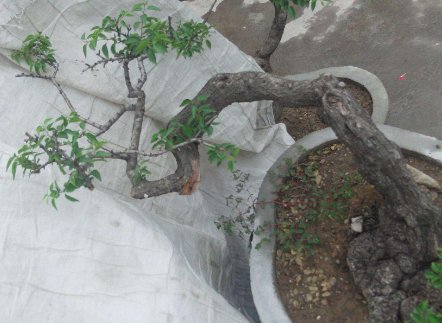 鼠李根是什么植物？