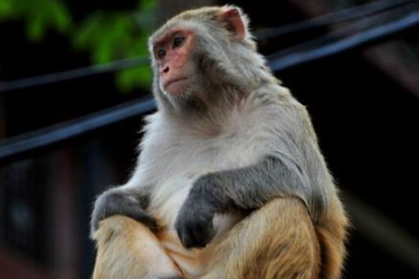 秋雨绵绵是指哪几个生肖动物