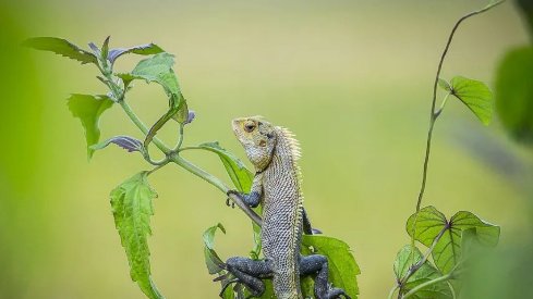 一边“查处”一边通过，葫芦岛的葫芦里装的什么药？