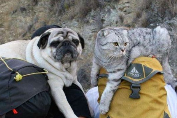 阿猫阿狗什么意思