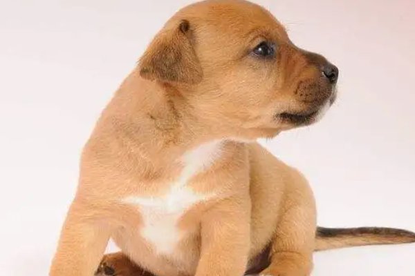 秋雨绵绵是指哪几个生肖动物