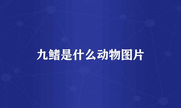 九鳍是什么动物图片