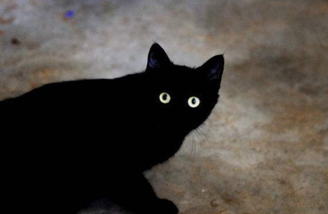 你见过哪些土猫长得很像品种猫？