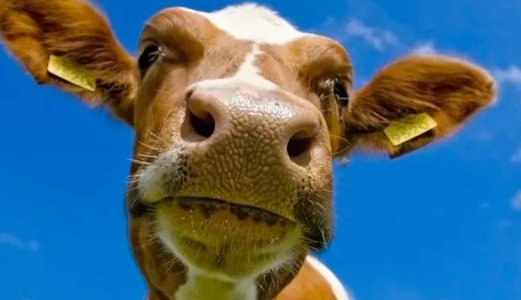 带牛字的独一无二网名