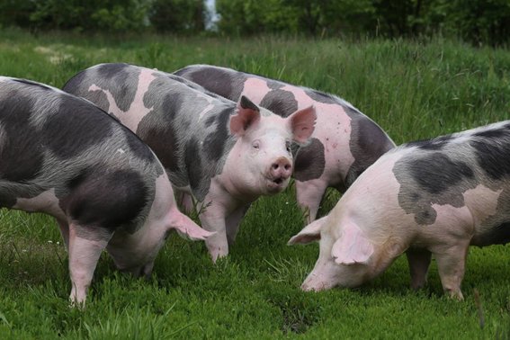 树大招风是什么生肖?