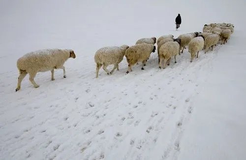 牧民家里没干草，冒大雪放牧被困，牛羊饿死暴雪中！啥原因造成的？