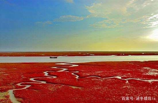 青岛胶州湾湿地出现 100 公里的红海滩，这是怎么形成的？