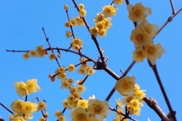 腊梅的腊是什么意思蚂蚁庄园