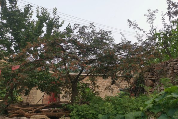 因为一段11分钟视频，“二舅”火了！二舅到底来自哪儿？