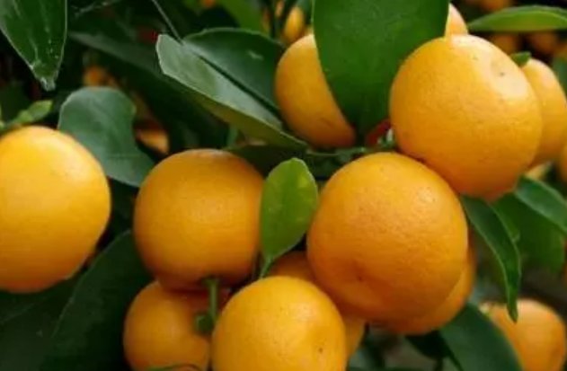 丰收的果实有哪些词语来形容呢？