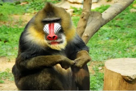 大马猴是什么动物？