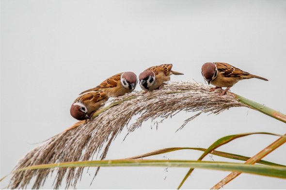 雀儿是什么意思