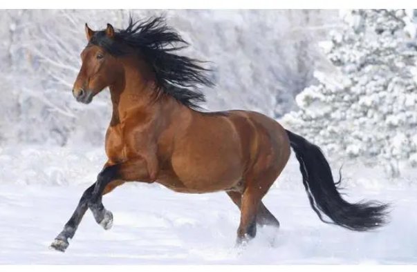 春雨如丝猜一个生肖