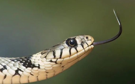 叽里咕噜是什么生肖