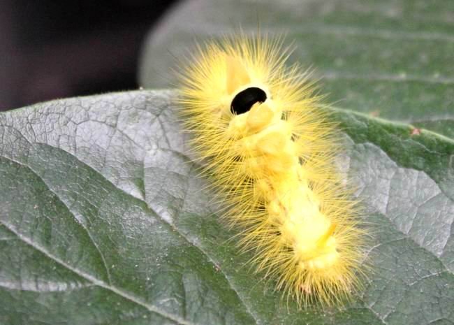 极品小虫的介绍