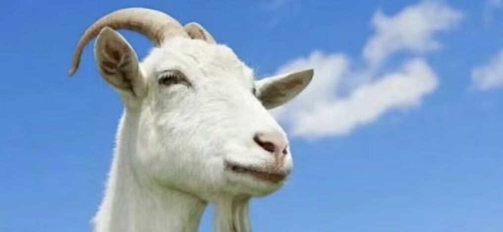 霞光万道指什么生肖