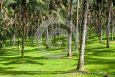 棕榈树丛的介绍