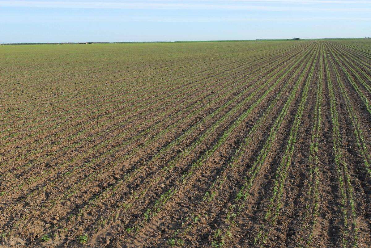 土壤修复黑土地告急，对我们的生活会有哪些影响？