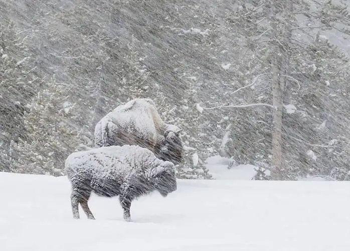 牧民家里没干草,冒大雪放牧被困,牛羊饿死暴雪中!啥原因造成的?