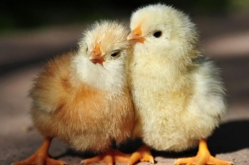 龙血玄黄代表什么生肖