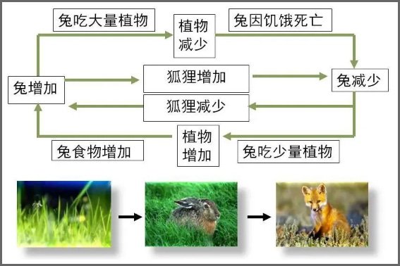 生态系统的稳定性是指什么