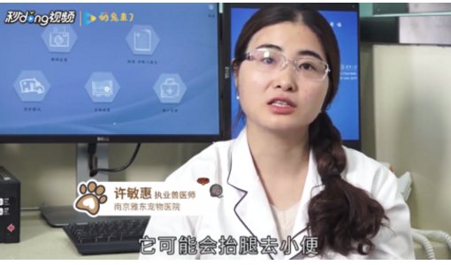 怎么区分小母狗和小公狗的生殖器啊？