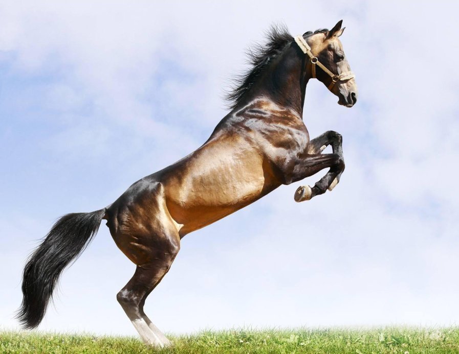 兜儿盖脸指什么生肖