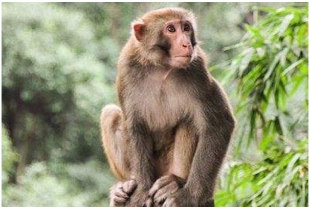 龙争虎斗是什么生肖