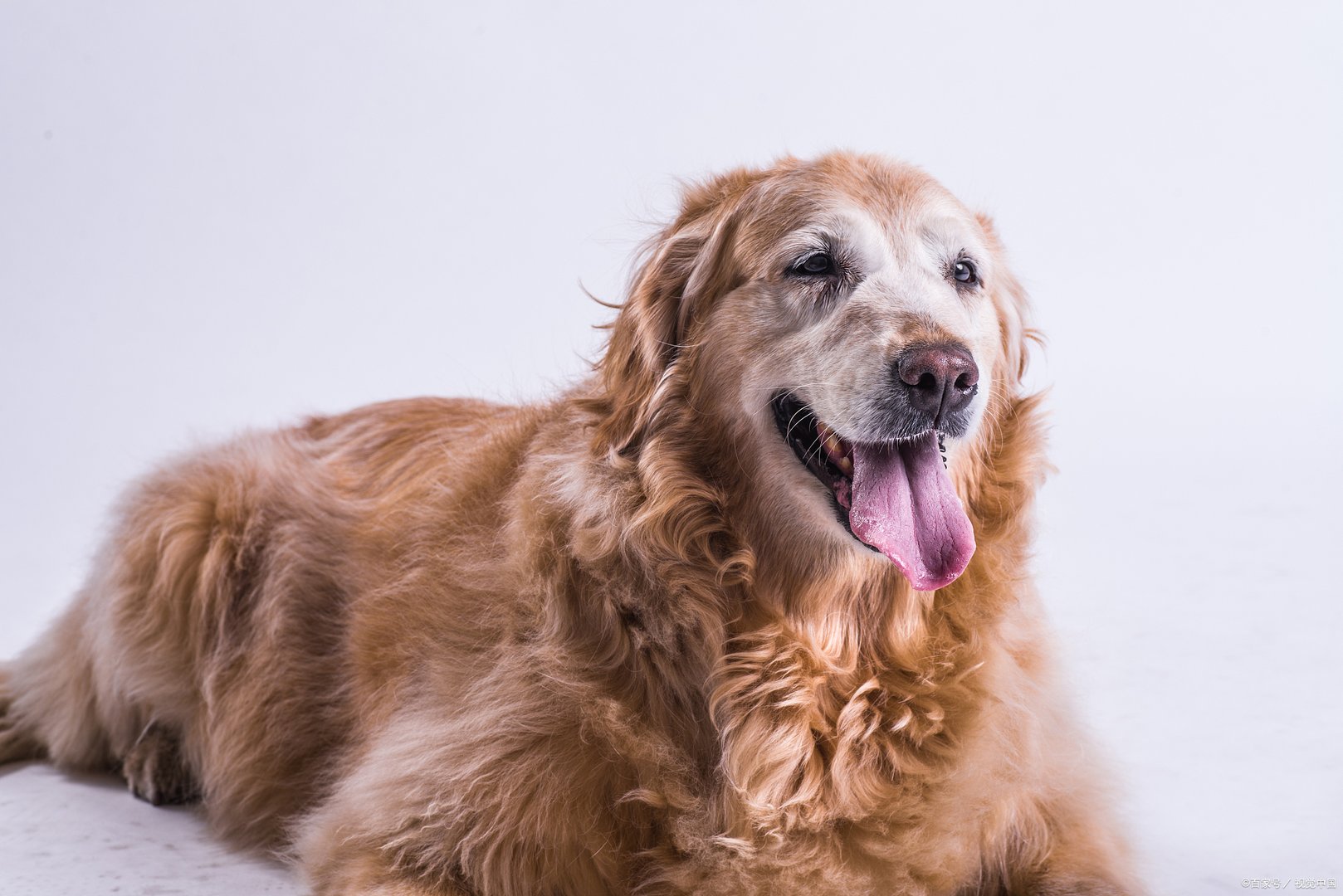 金毛寻回犬掉毛程度是怎么样的？你真的了解吗？