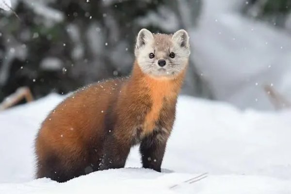 狗尾续貂是什么意思成语故事