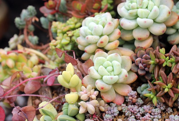 高n车多肉多轮洛望