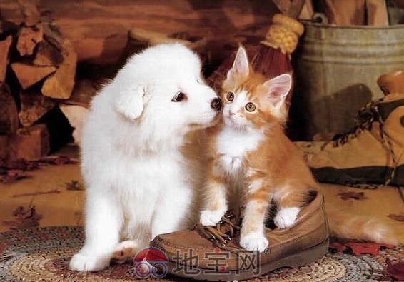 甜蜜猫猫的作者简介