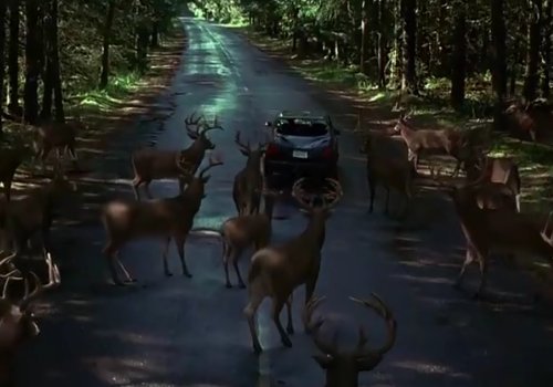 美版午夜凶铃2中鹿为什么要撞他们的车