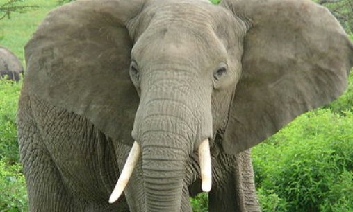 亚洲象妈妈是如何管教不听话的小象