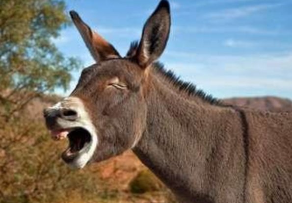 倔头倔脑打一准确生肖动物