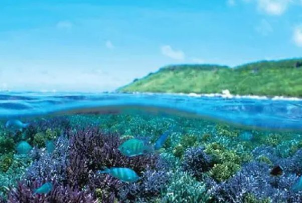 我国海洋生态系统类型不包括a红树林b珊瑚礁c池塘