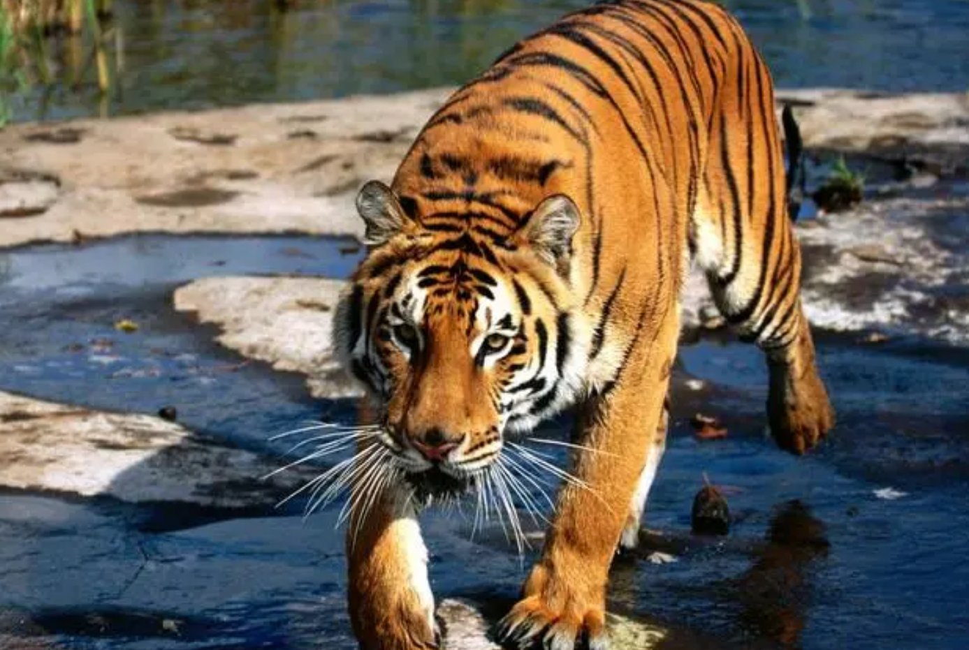 巴结高枝最正确的生肖