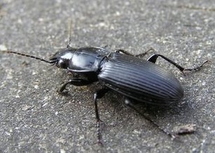 家里有一只中华婪步甲该怎么去除？